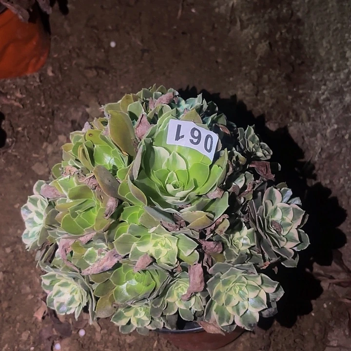 061男神多肉植物植物
