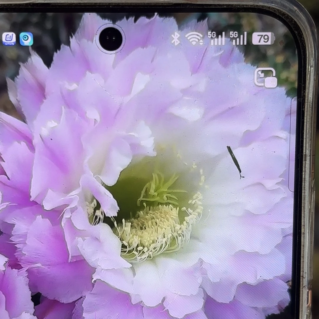 彩风雅侧牙20包邮仙人球17