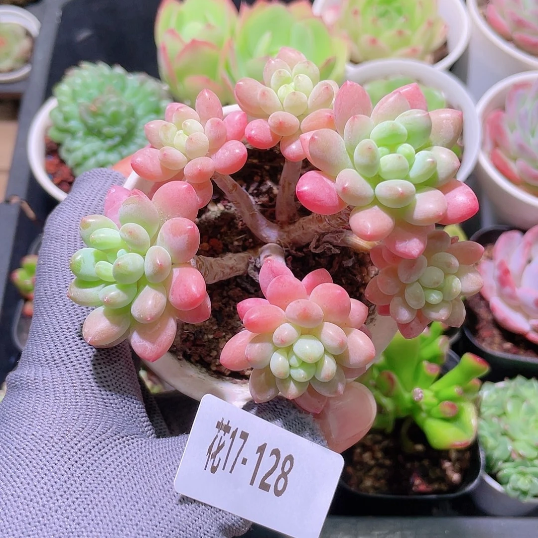 花利美17-128洛可可