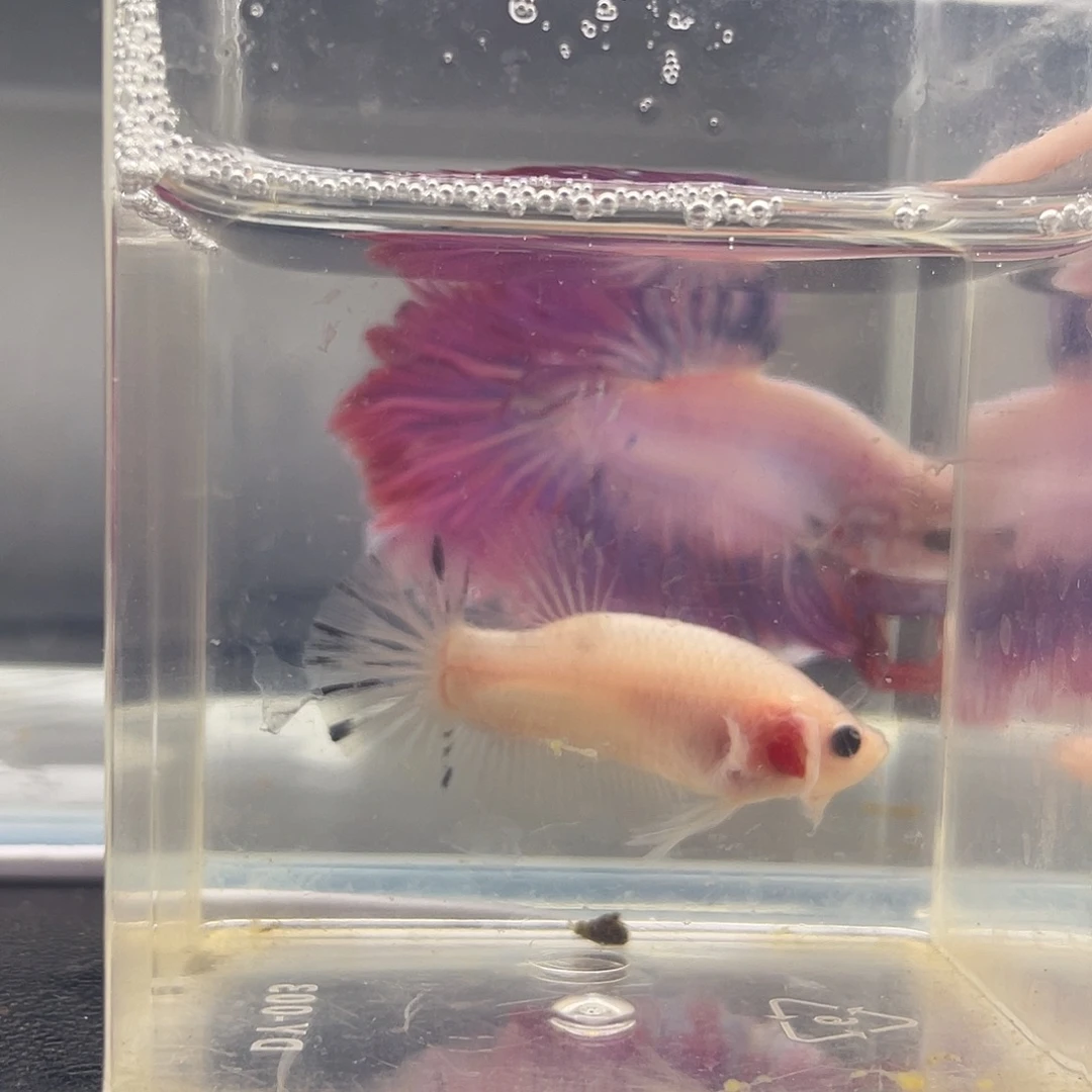 斗鱼可博泰斗092826