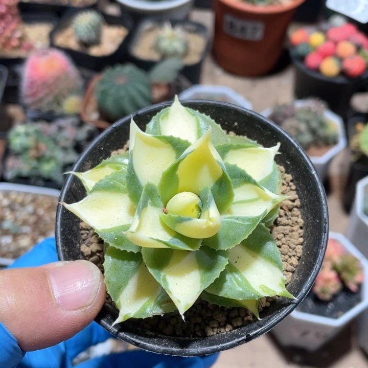 027龙舌兰黄中斑