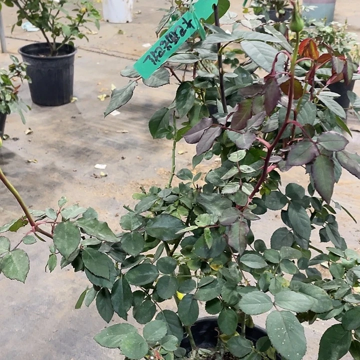 当前无花朵，栽培后可花朵17卡巴酷巴拉