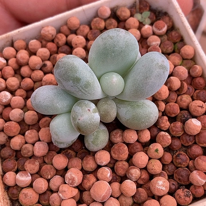 帝王姬锦基因多肉植物