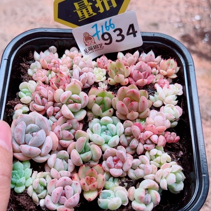 多肉植物多肉植物