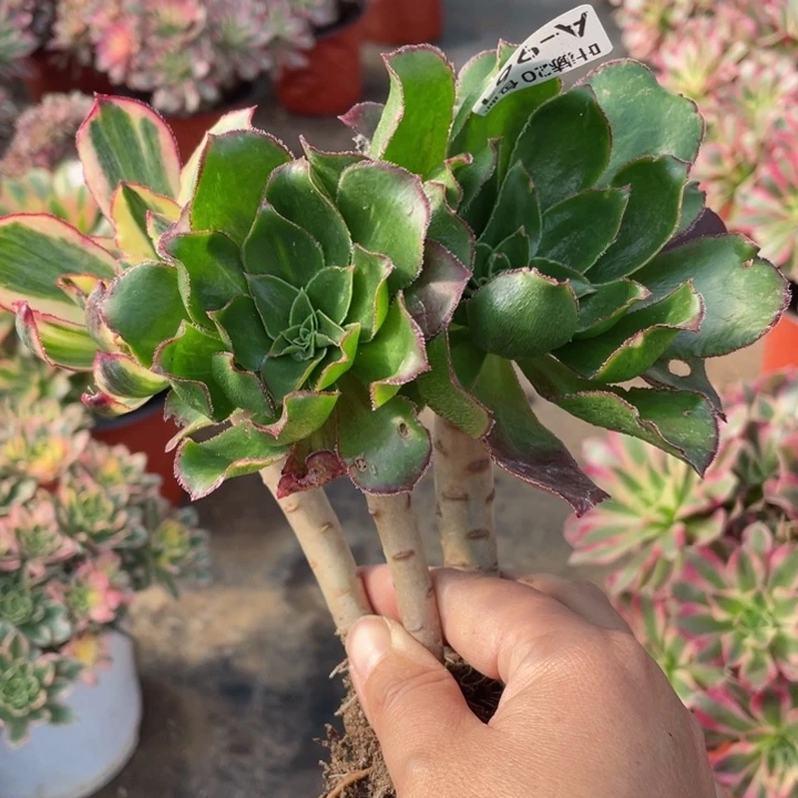 961魅影多肉1，11345675多肉