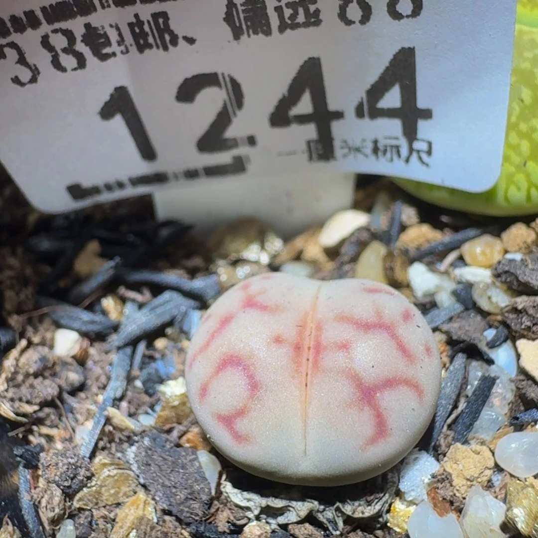 Ssss精品生石花1244女娲石