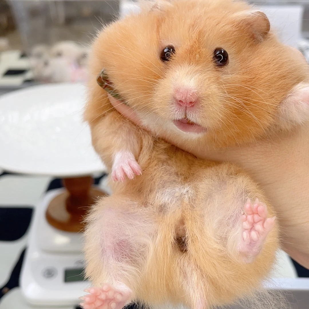 黄巧妹妹 3.27生日E3-1