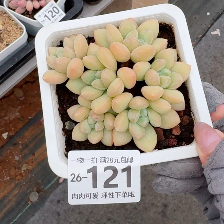泡泡糖多肉无盆土发货无