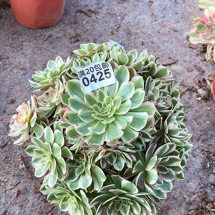 0425 一颗海王法师