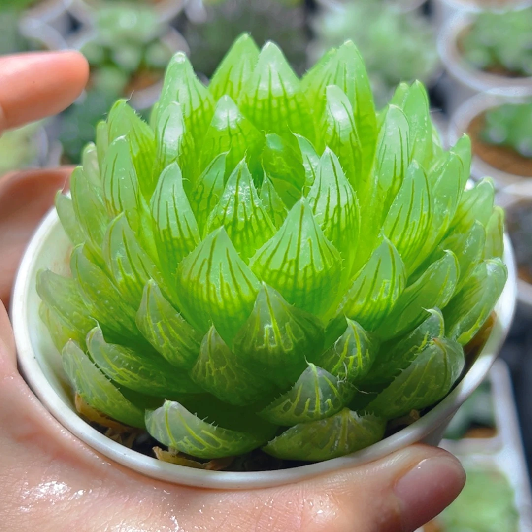 3863多肉植物一颗