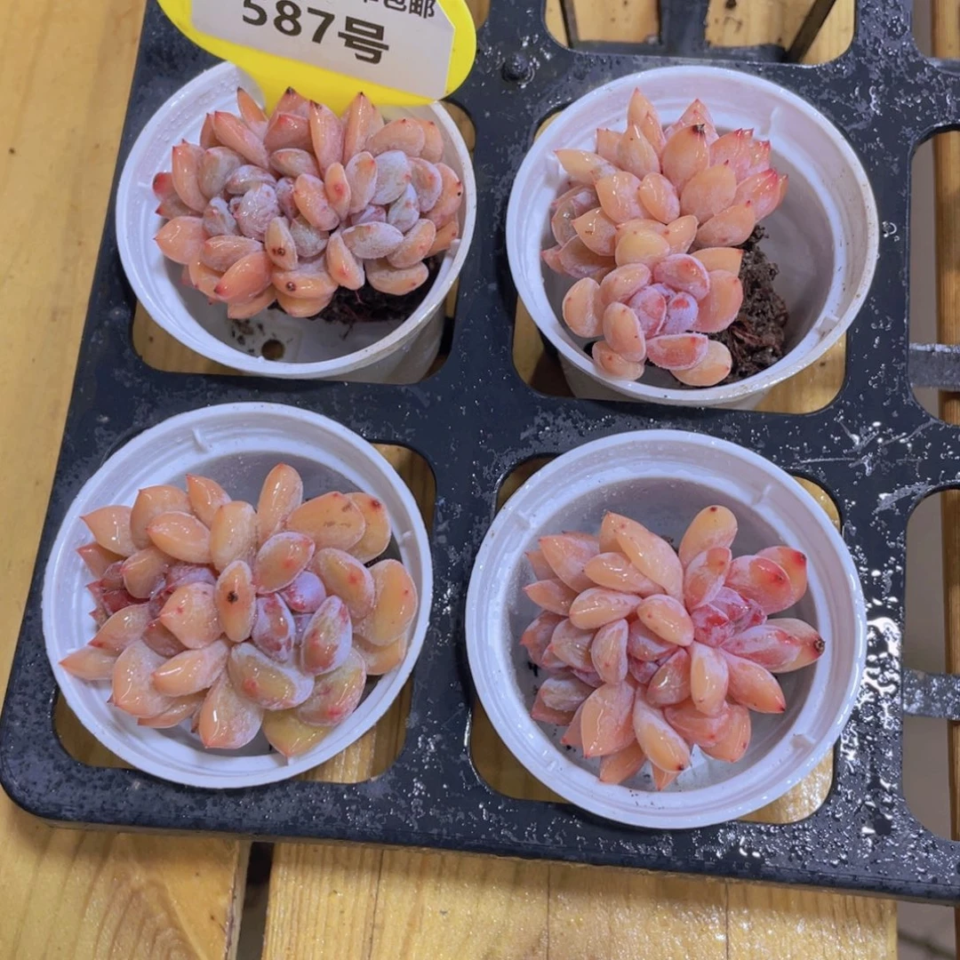 587号 小韩橙朵朵缀两个