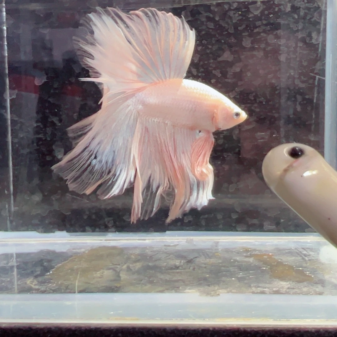 斗鱼浅色仙仙裙特殊尾