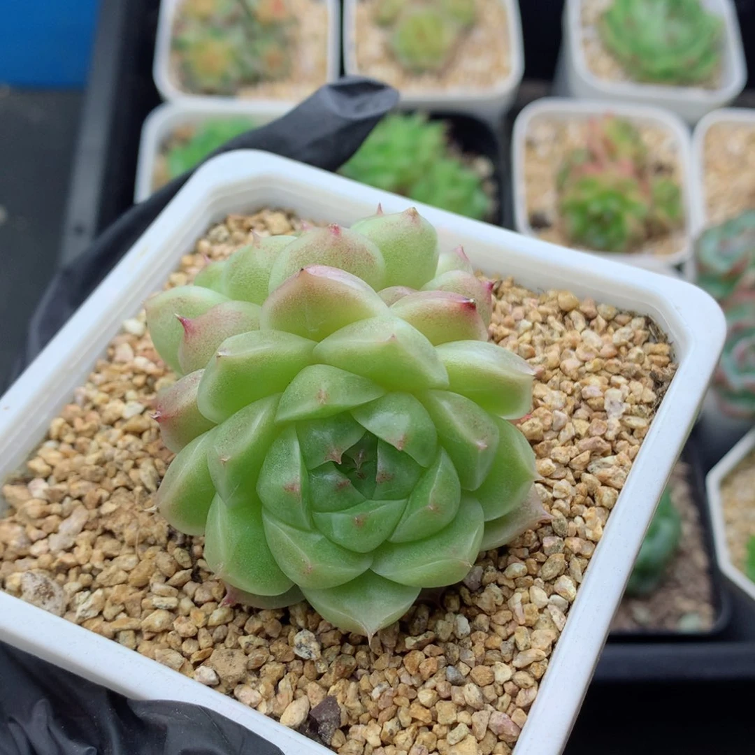 58包邮  群生不包整麦秆43