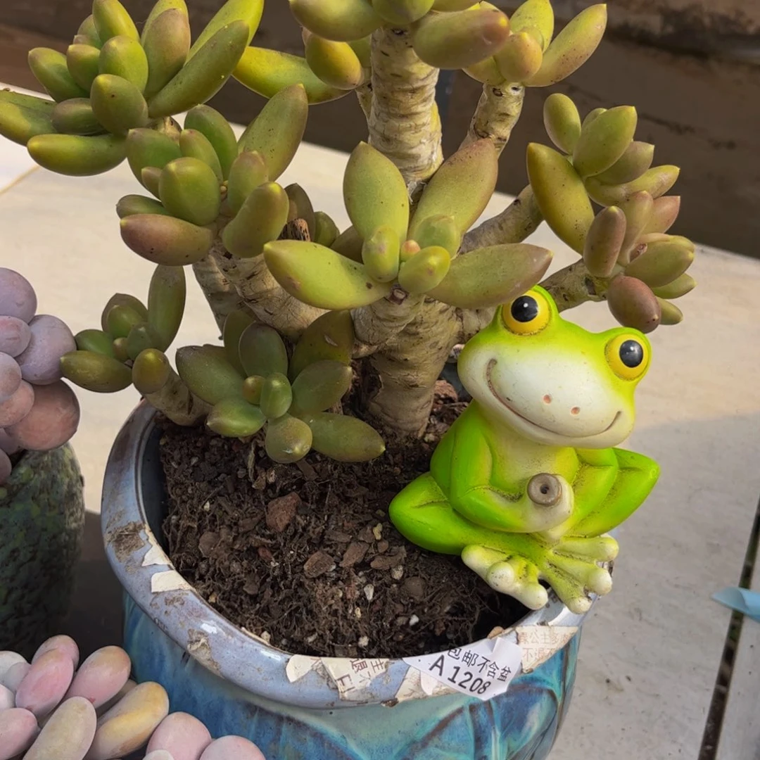 208/15cm芒果奶老桩