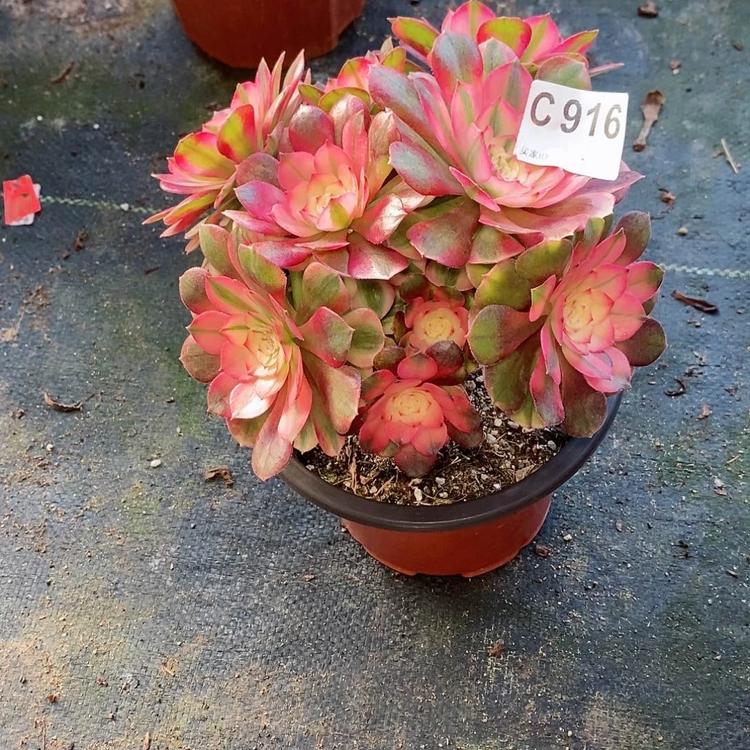 荔枝916多肉11111小棵