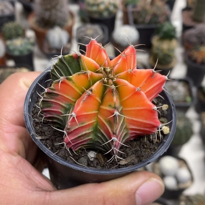 实生肋骨锦特价福利