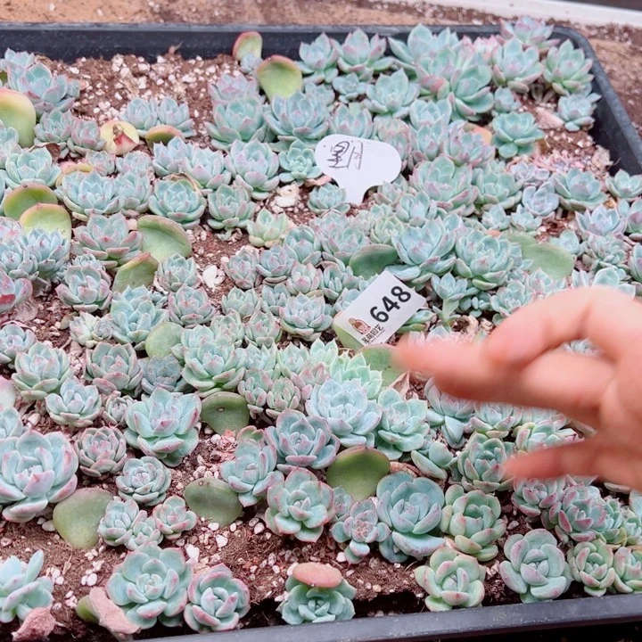 昕***花多肉植物多肉植物