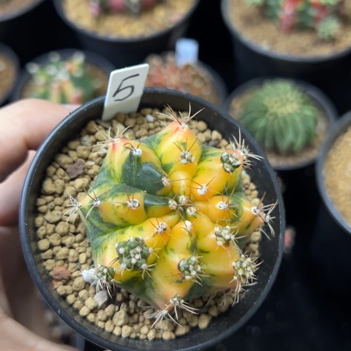 黄水晶侧芽自根带盆土发货