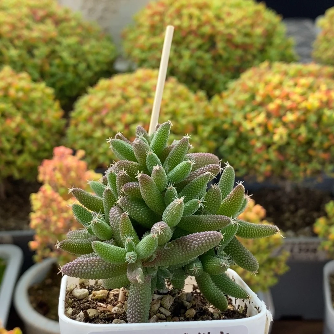 丨***覀实生玉米1494枝干番杏