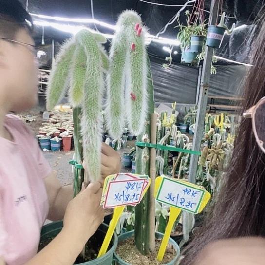 3184脱土发货无售后