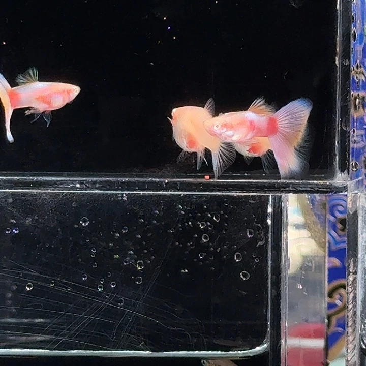 孔雀鱼梦幻彩虹白子亚成破损两对