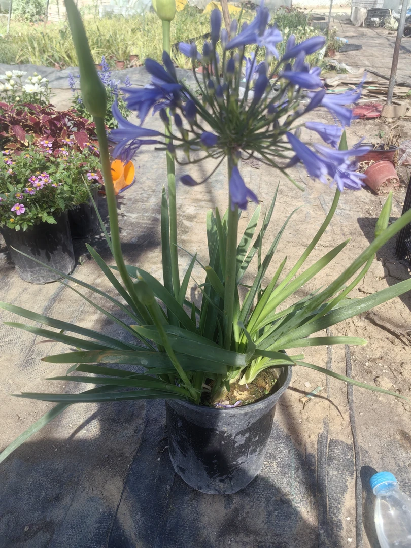 多年生种球盆栽百子莲四季开花适合庭院种植