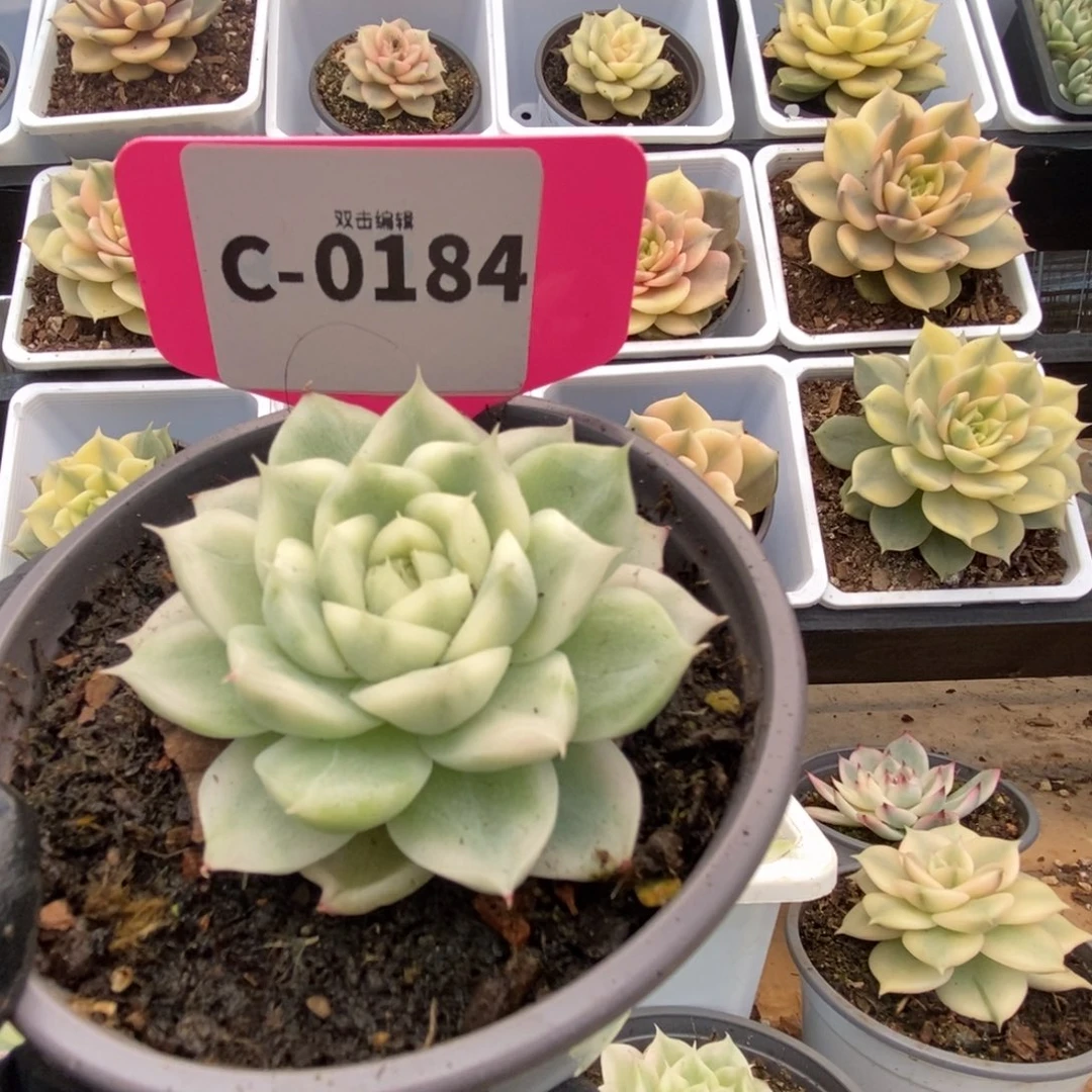 张**吖184白瓷麦杆锦锦锦锦锦锦