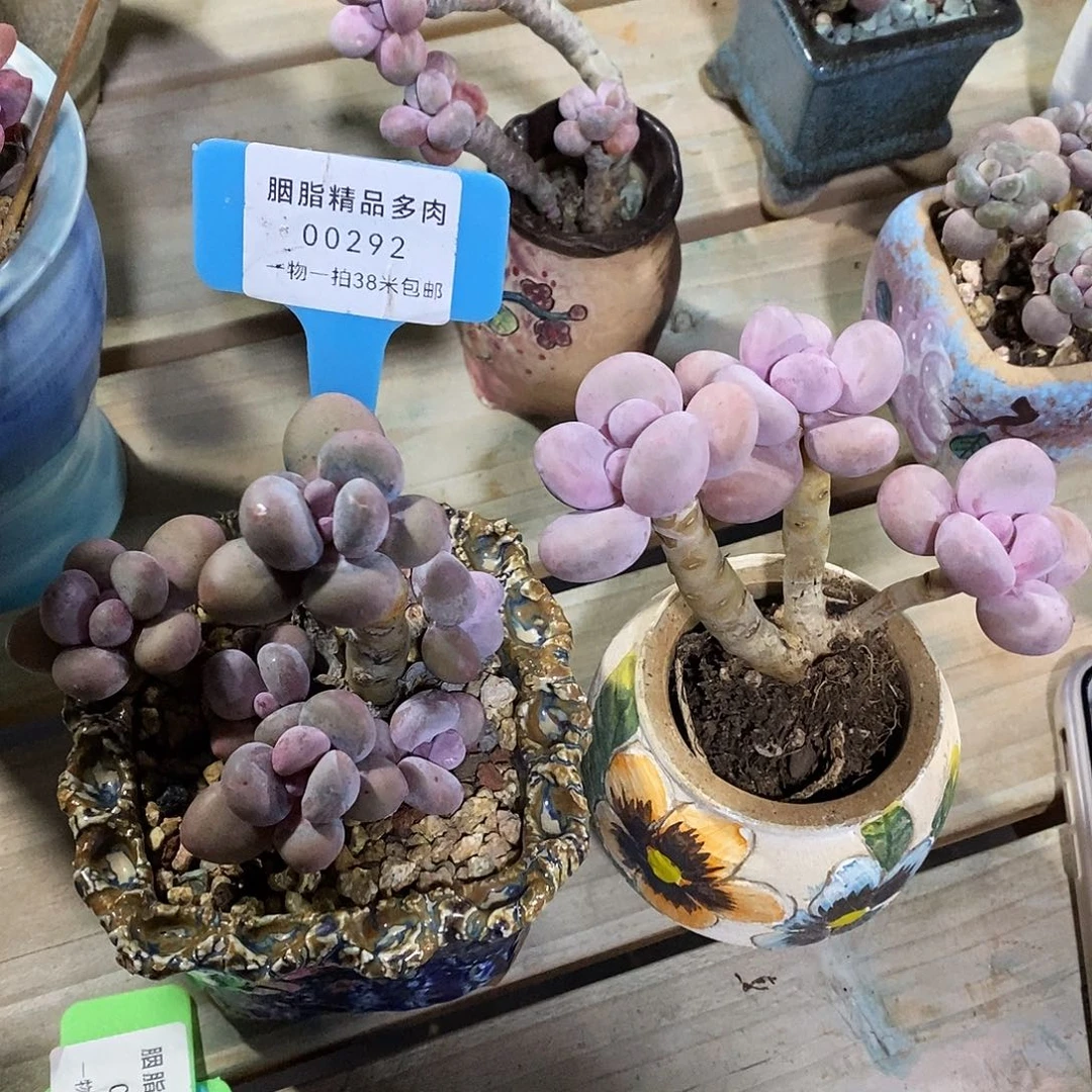 雪****00292，不来咯涂抹的哦哦哦了