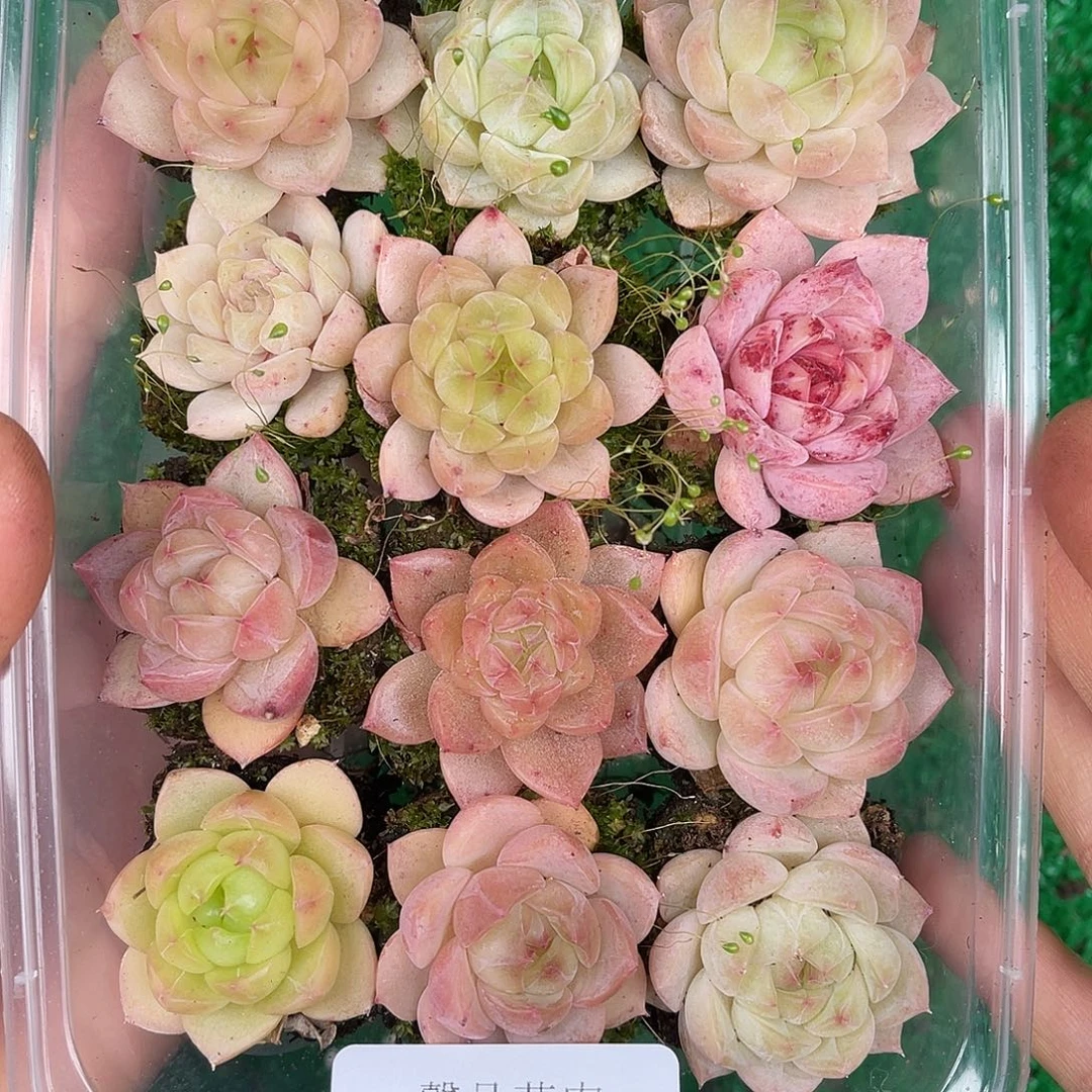 多肉一物一拍29-65