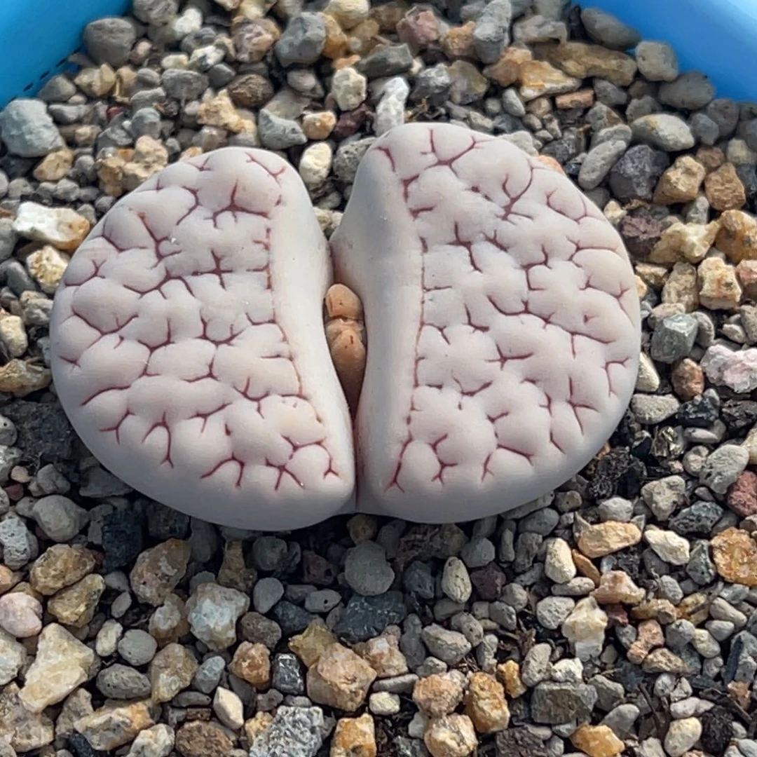 7923红蜜纹261一颗