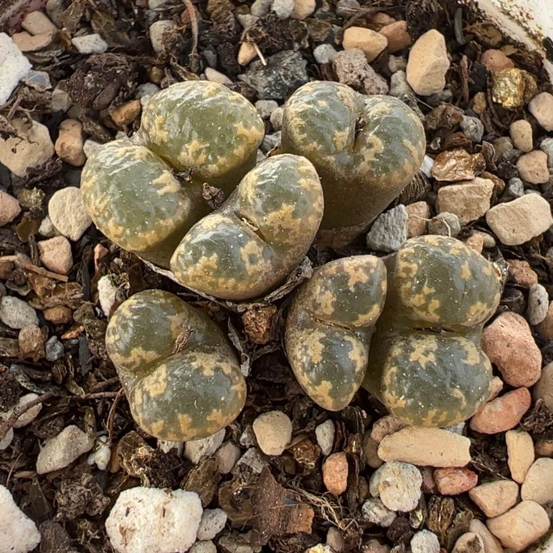 251多肉植物种类多样