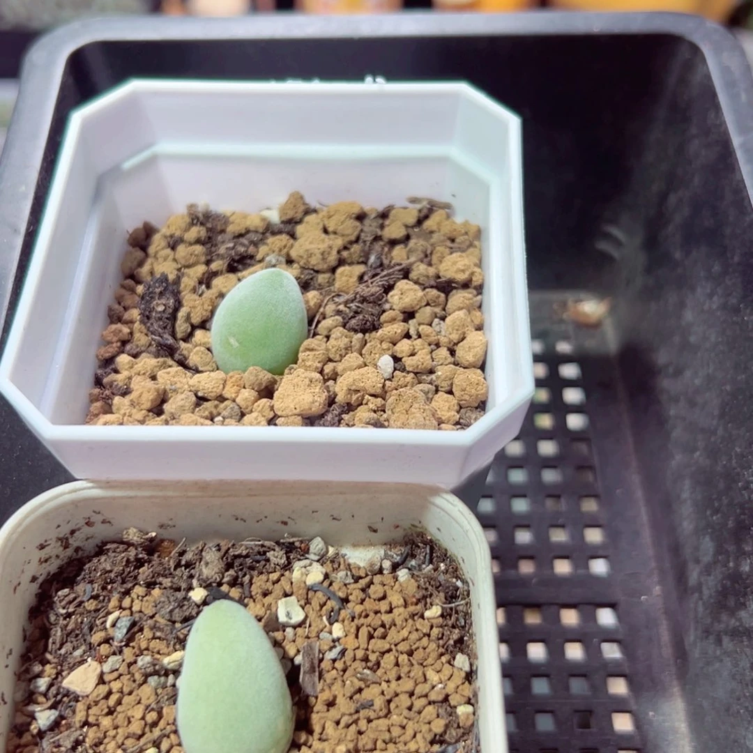 小***粥1021-488多肉多肉的