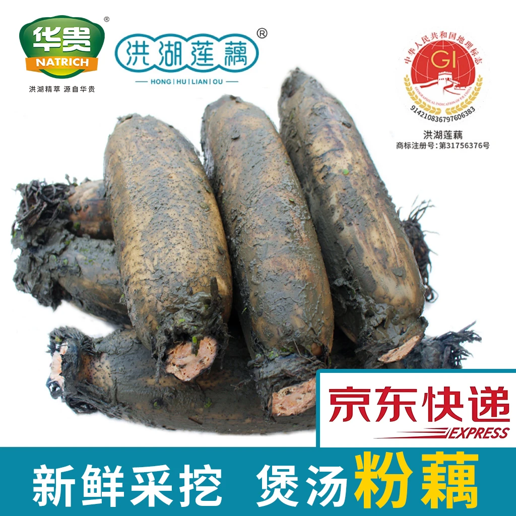 【华贵】正宗洪湖煲汤粉藕丰收季青泥巴面藕现挖现发3斤/5斤