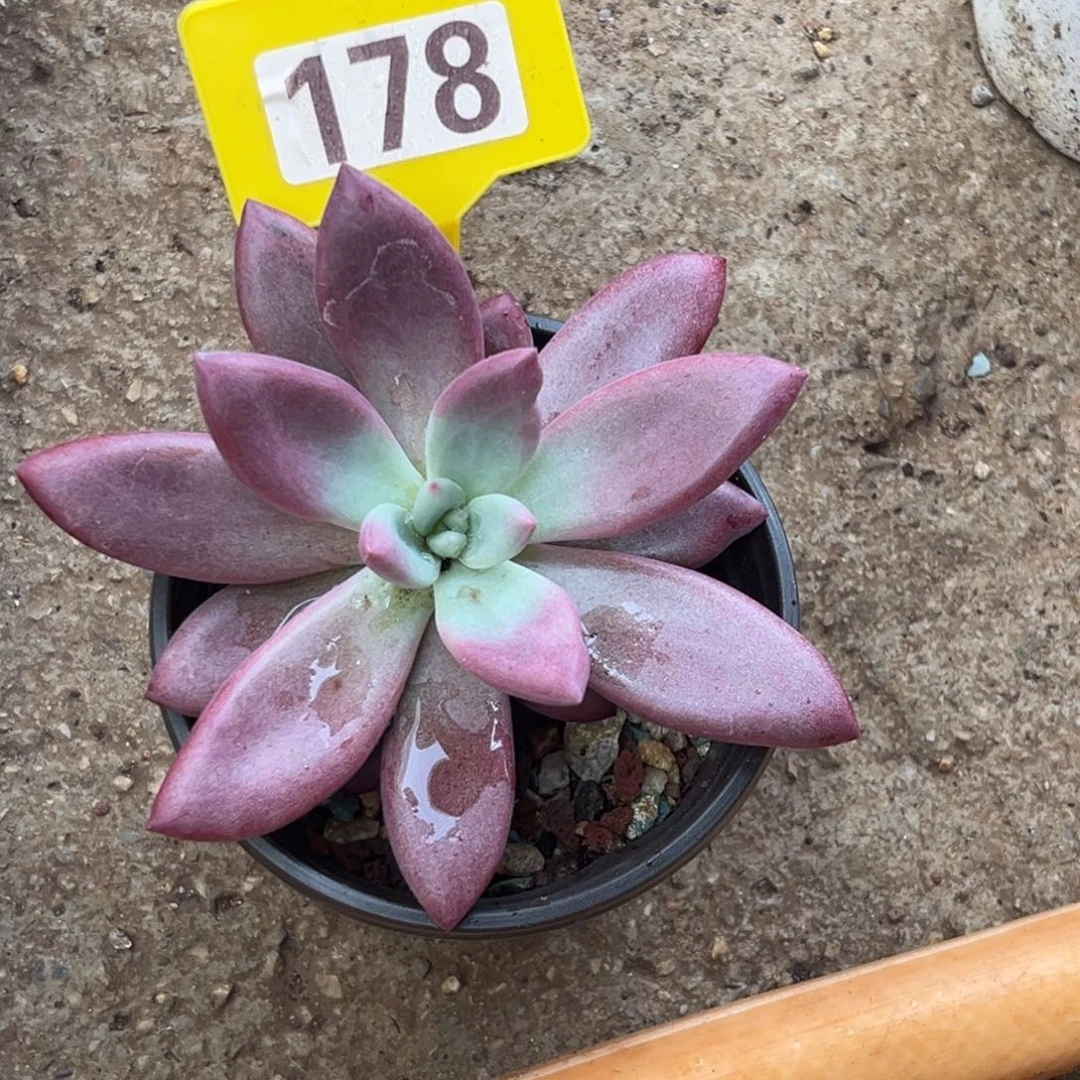 多肉植物赫菲虞178