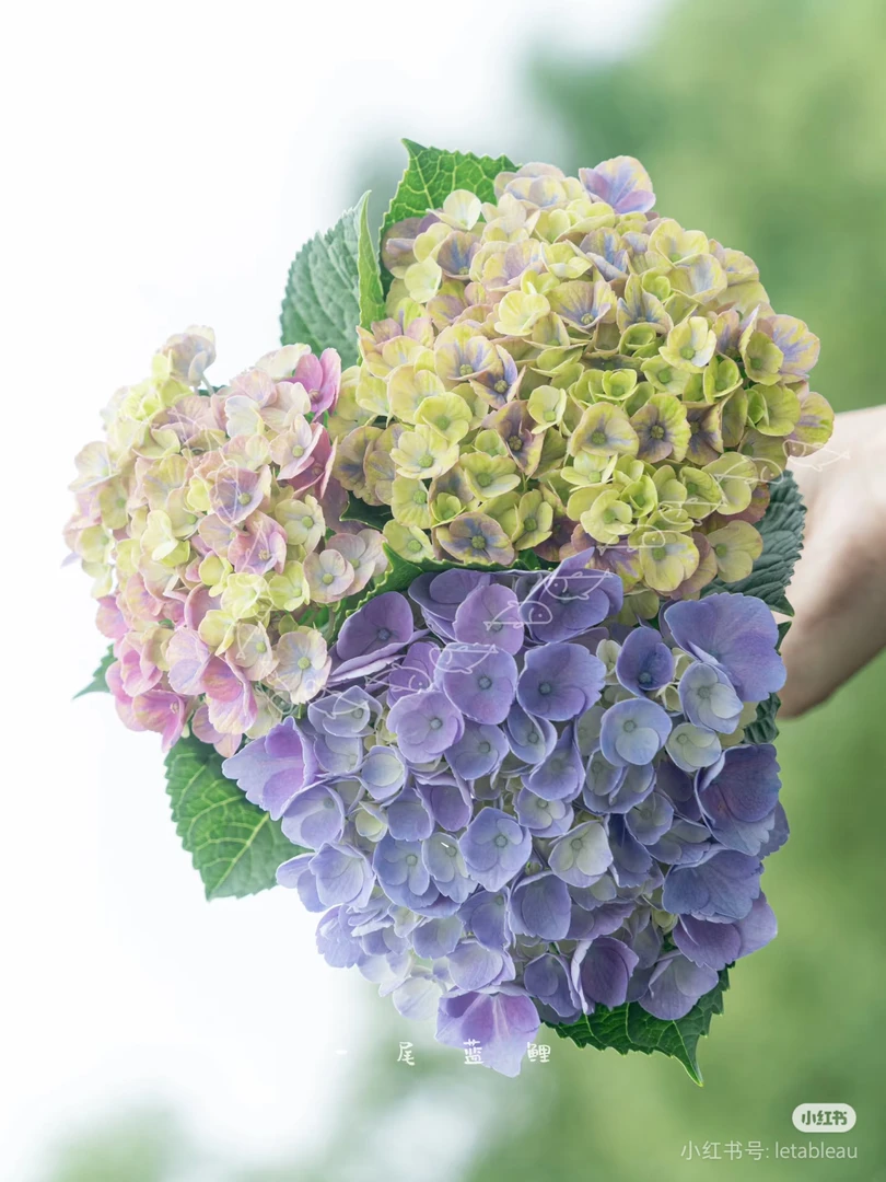 绣球花《魔幻珊瑚》升花苞发货南北方适宜