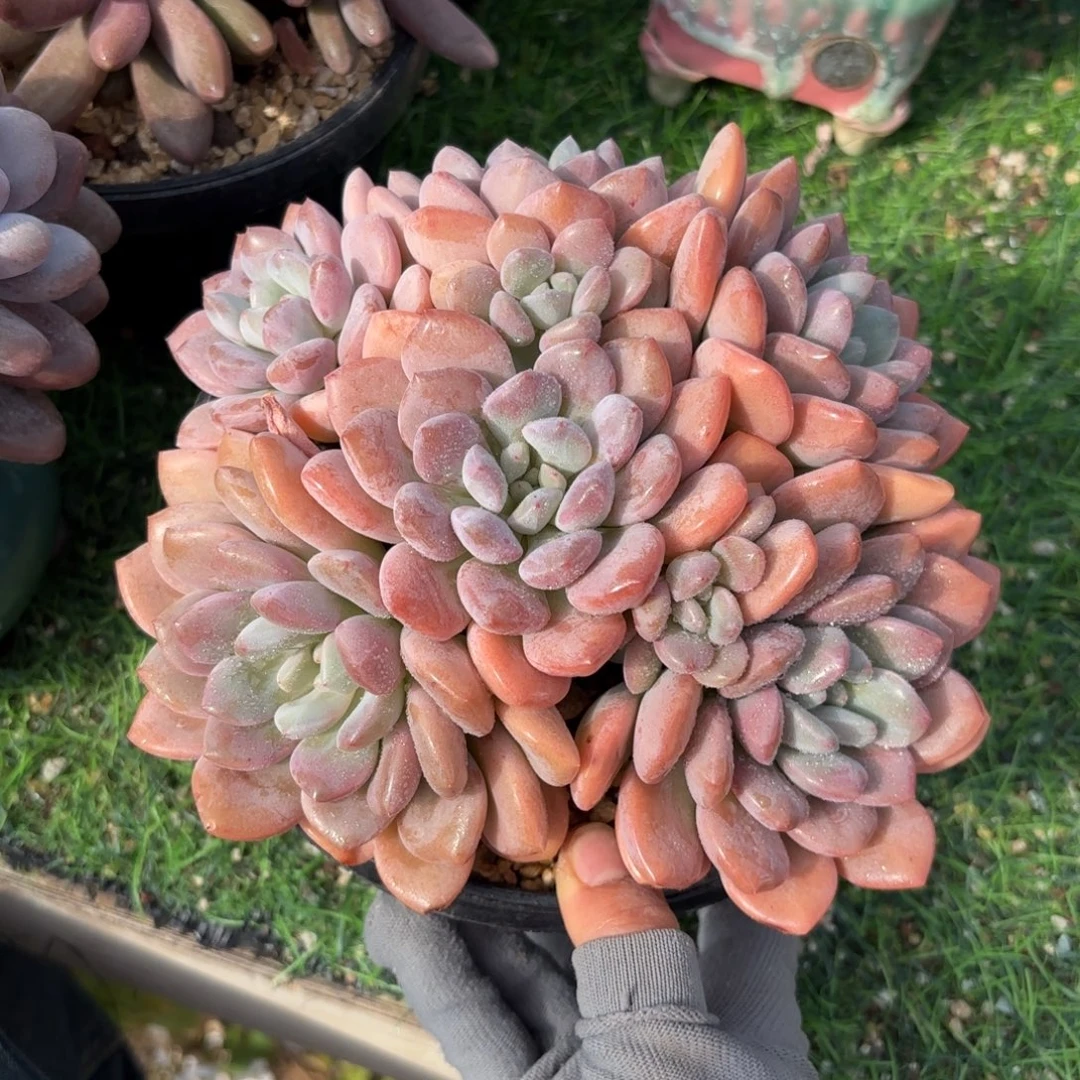 白鹭多肉58888888888