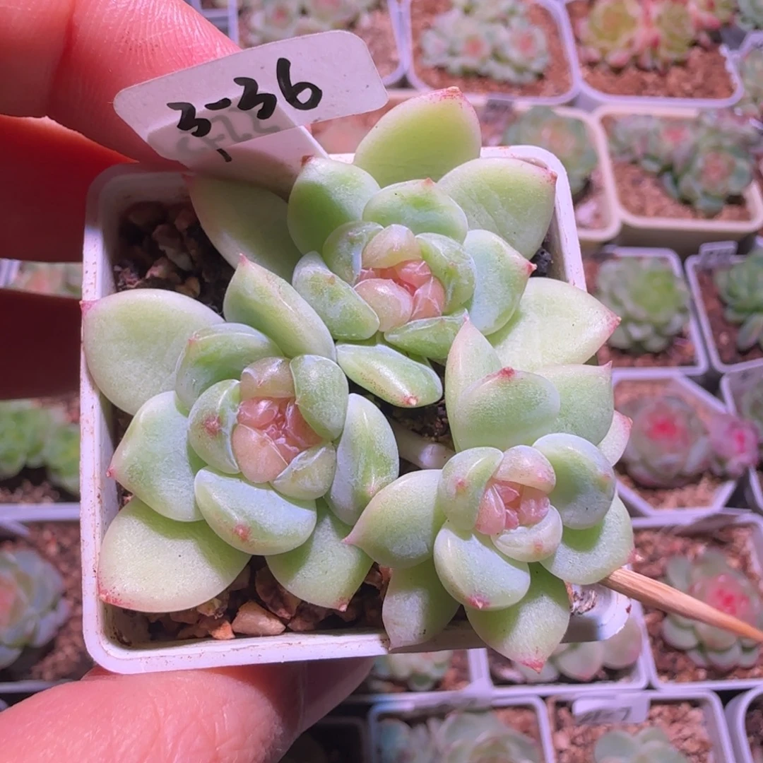 3-36福利粉心财富密码三头