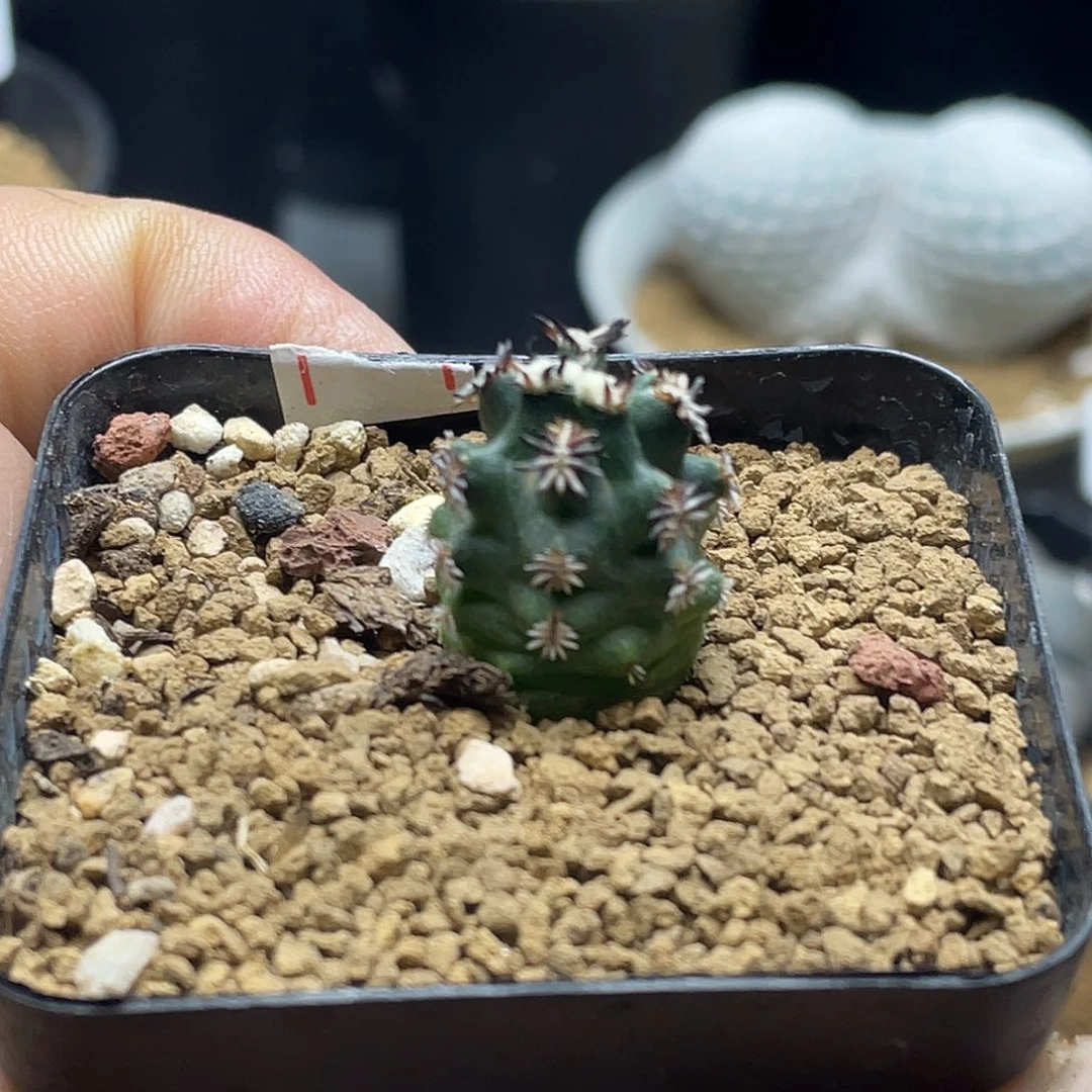实生短豪刺青花虾仙人球