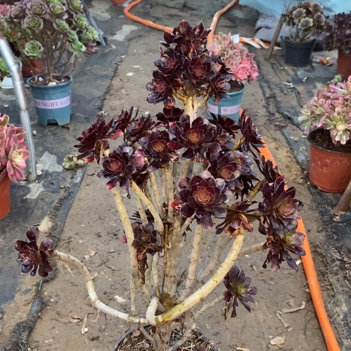 黑豆多肉植物52。