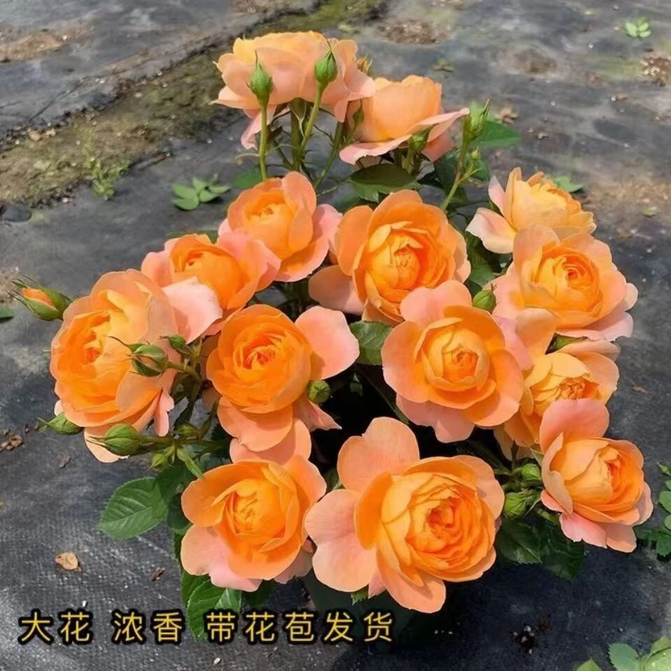 【果汁阳台】月季大花浓香阳台庭院盆栽花卉 好养