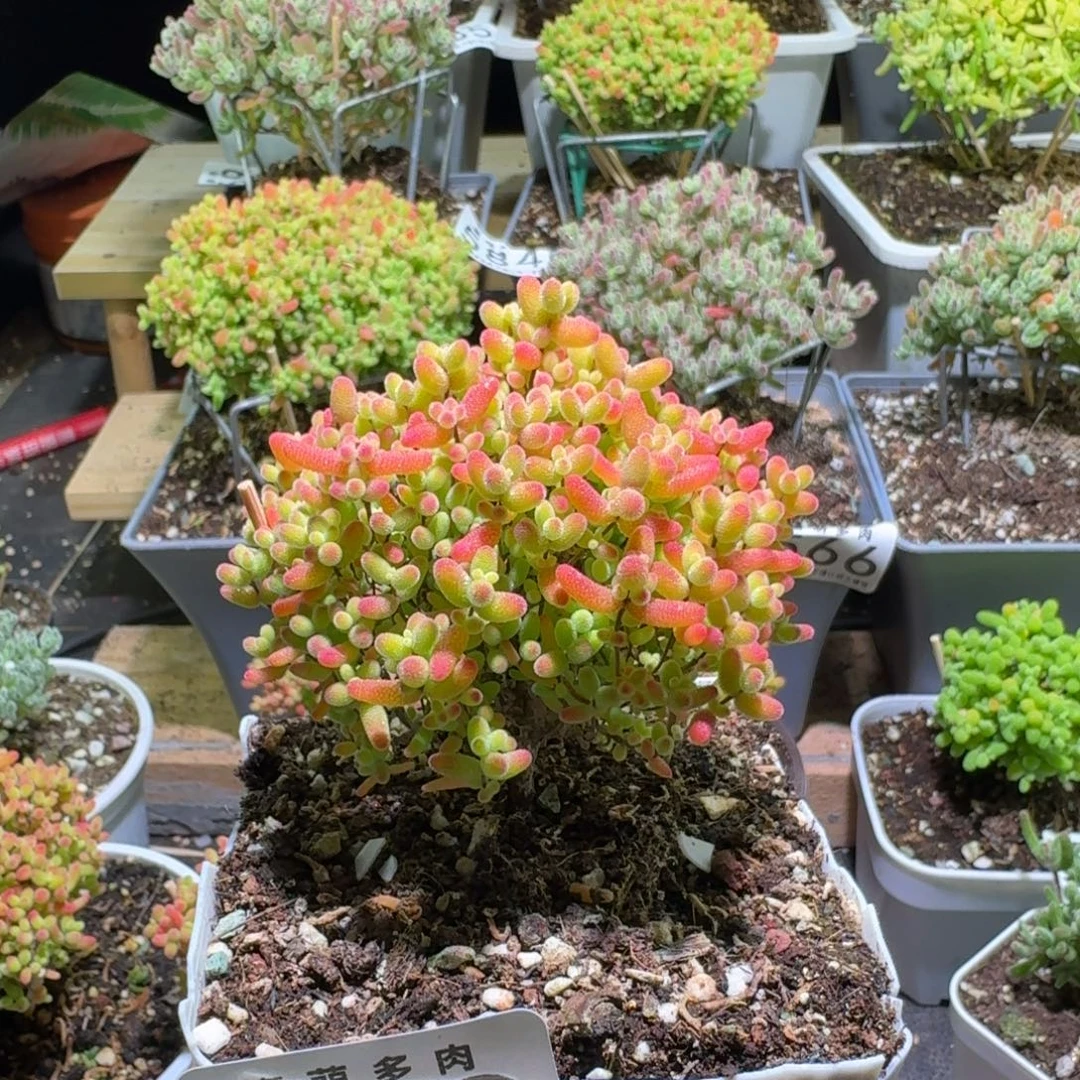 枝干番杏圣诞树蜜桔609