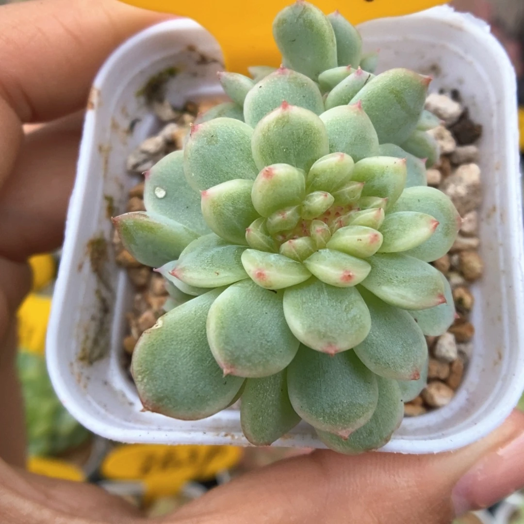 纸鸢缀化3717号。