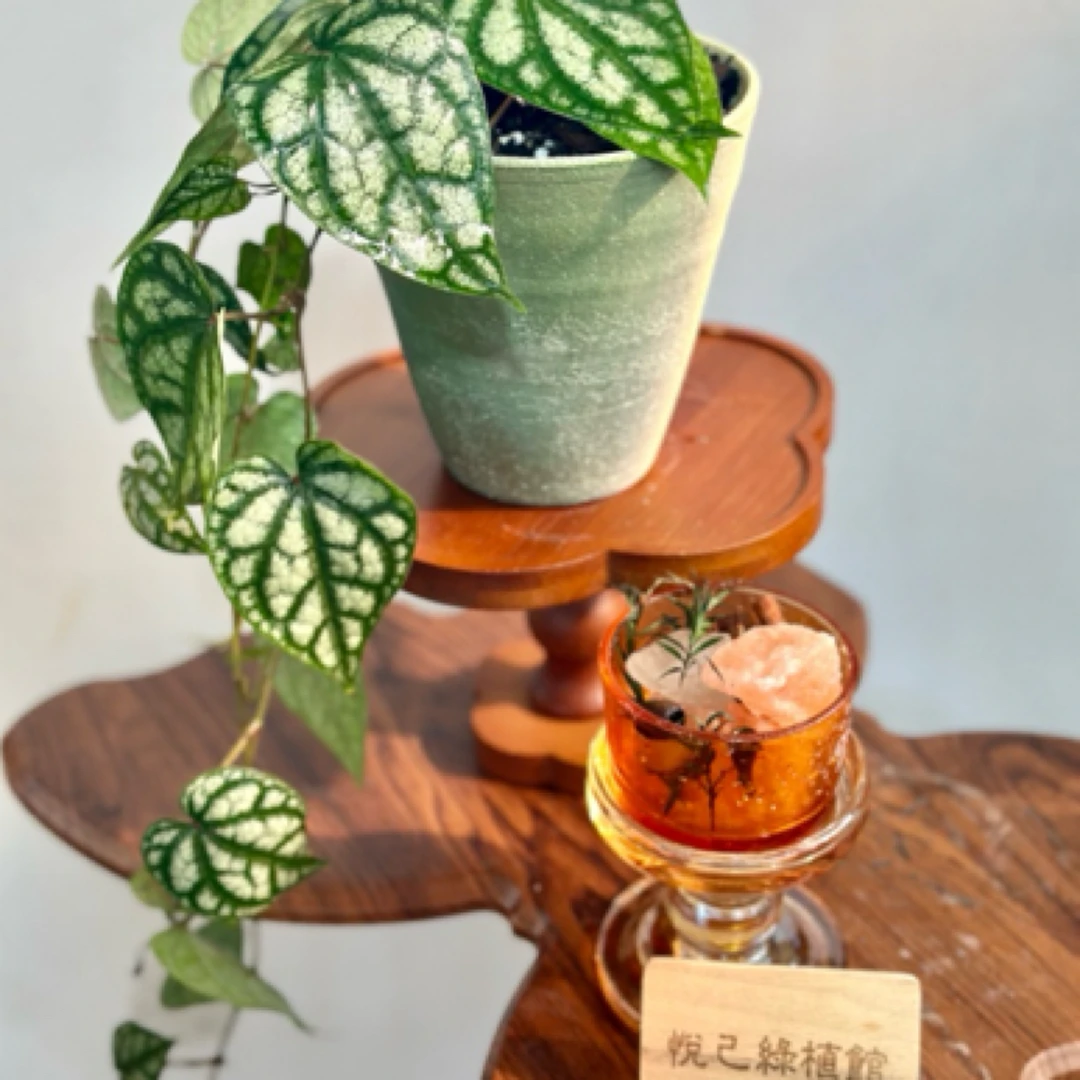 水晶胡椒室内垂藤花纹脉络感热植绿植盆栽