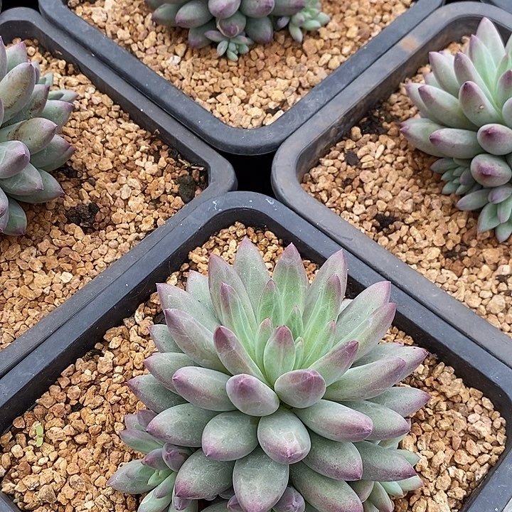 绿体虞美人捧花潜力股