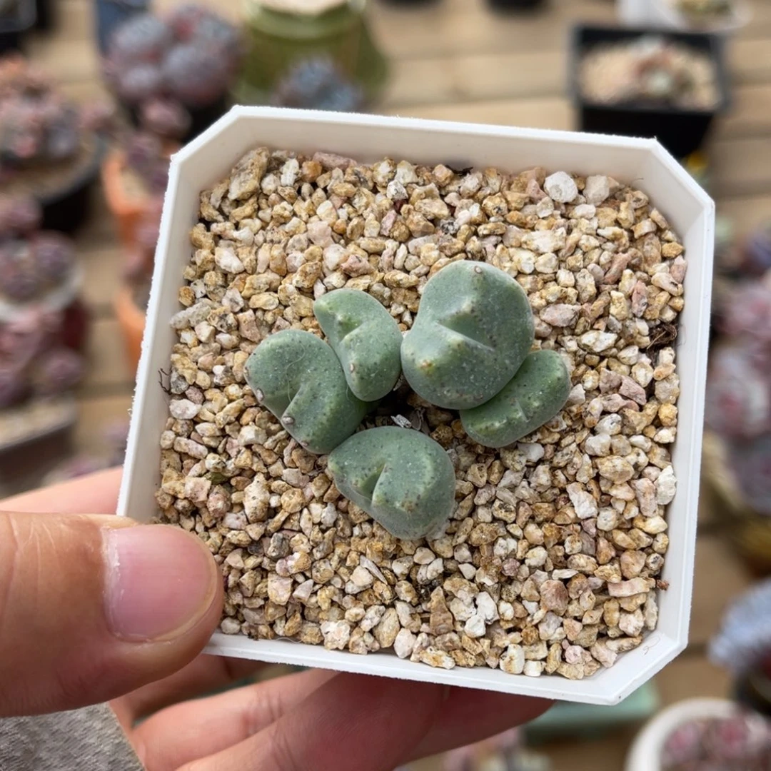 一物一拍可带盆土发