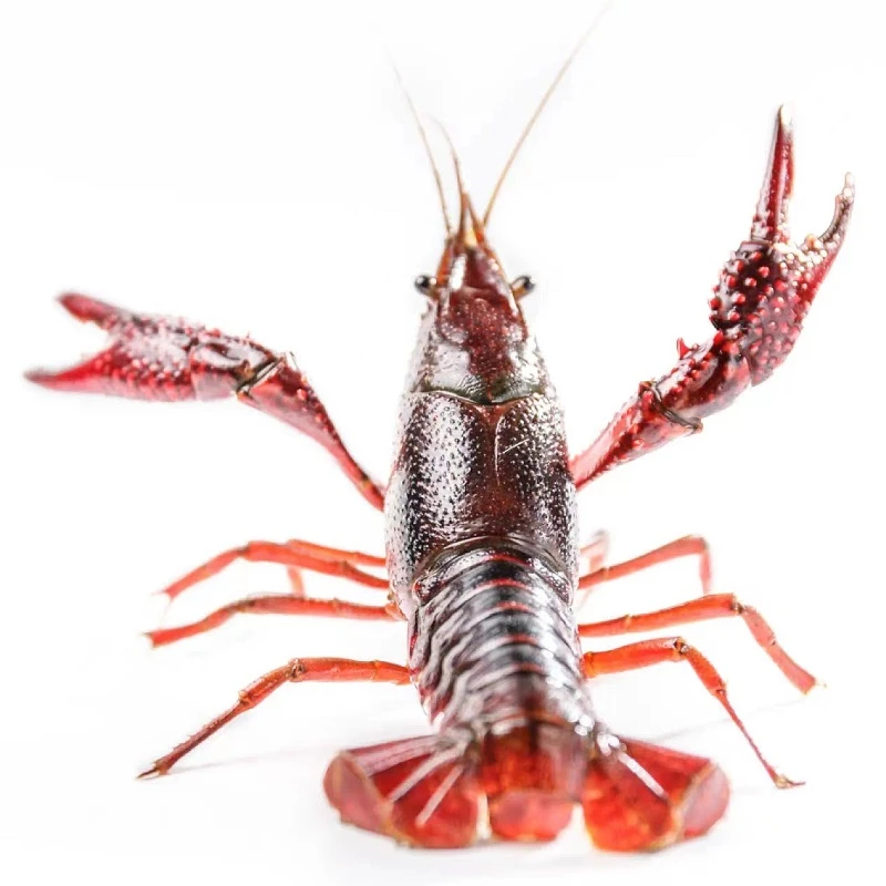 小小青小龙虾约500g小龙虾制品小龙虾制品小龙虾制品