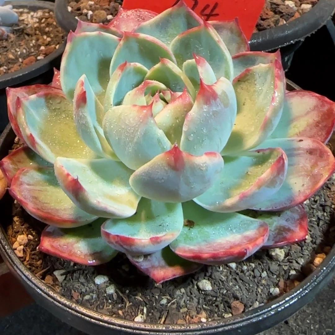 惊鸿一物一拍包装收缩花旱274