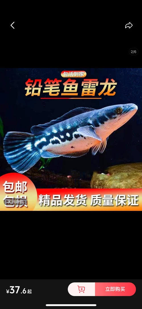 大铅笔鱼活雷龙小盾鳢多曼大型凶猛肉食龙鱼热带观赏鱼鱼苗