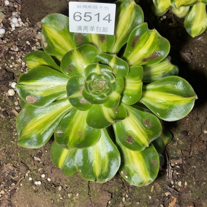6414暴君多肉的人多