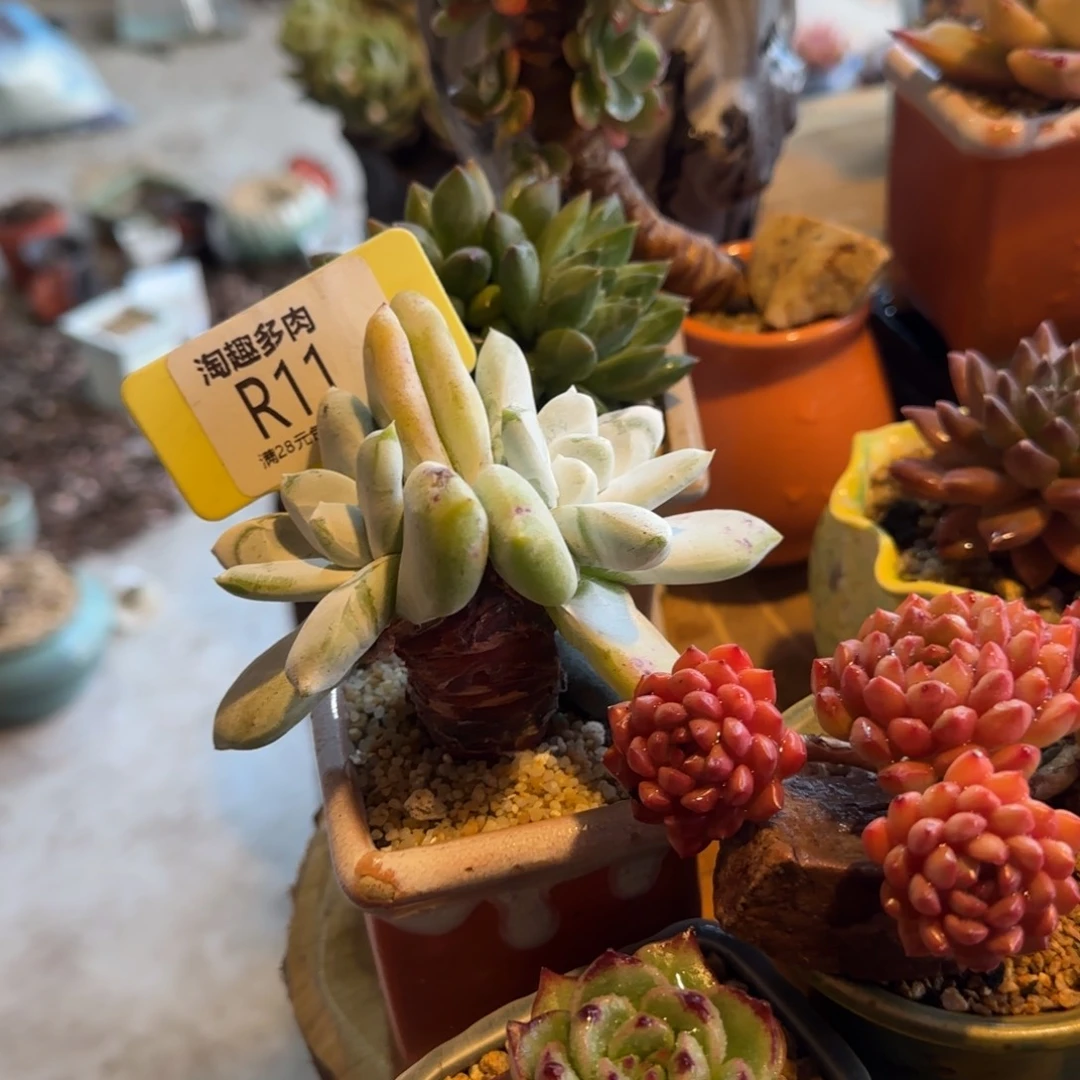 多肉植物拇指，老庄大粗腿